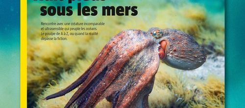 Les Salamandre de juin-juillet-