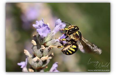 Anthidium florentinum