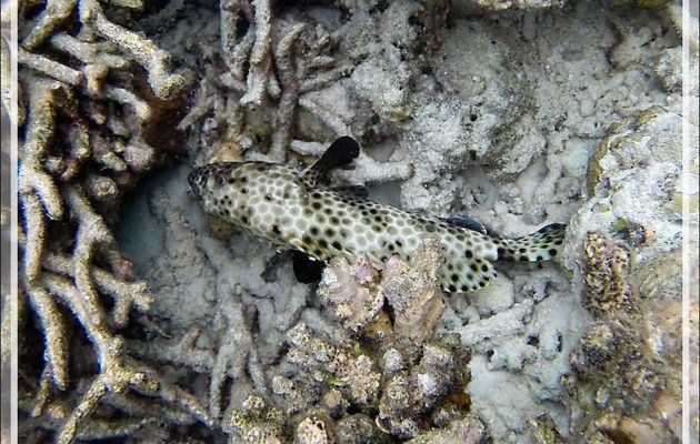 Snorkeling : Mérou Risdael, Mérou tapis, Snubnose grouper, Large-spotted rockcod (Epinephelus macrospilos) contre Mérou gâteau de cire - Moofushi - Atoll d'Ari - Maldives