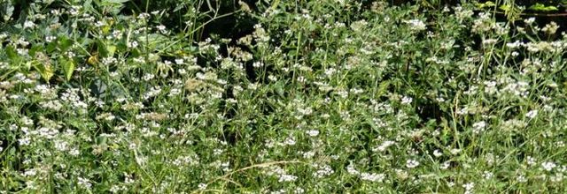 Torilis arvensis  -  torilis des champs