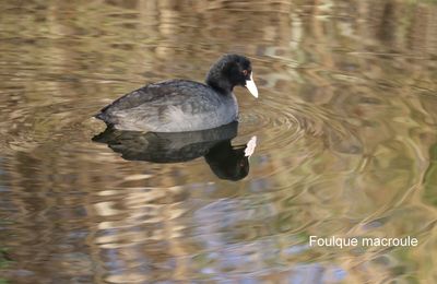 QUELQUES OISEAUX VUS AU TEICH
