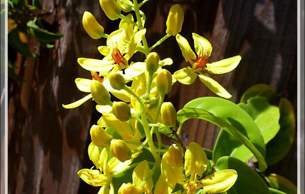 Liane Etoile d'Australie, Douche d'or, Vigne d'Or australienne (Tristellateia australasiae) - Huahine - Polynésie française