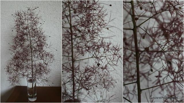 Cotinus coggygria