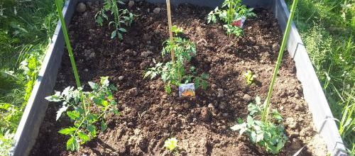 Mon potager bio