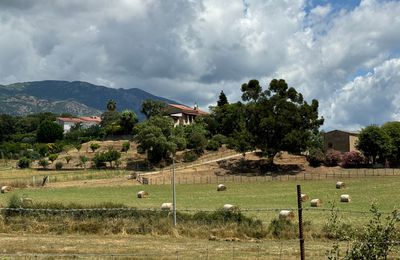 Rencontre sur la route de Sarrola Carcopino