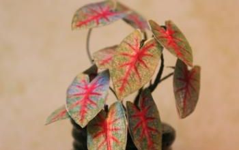 Nouvel essai de plantes
