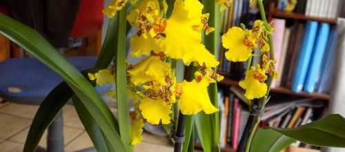 Un superbe cadeau, une Orchidée oncidium