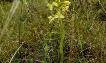 Platanthera chlorantha  -  orchis verdâtre