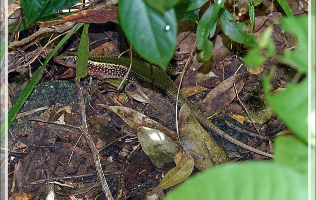 Lézard Zonosaure de Madagascar (Zonosaurus madagascariensis) - Nosy Sakatia - Madagascar