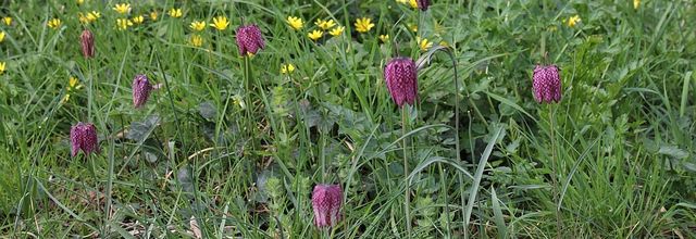 Fritillaires en danger ?