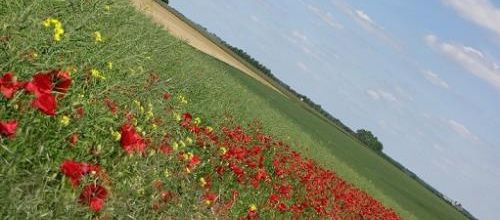... c'est l'printemps...!