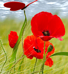 Jolis coquelicots......Madame......Monsieur