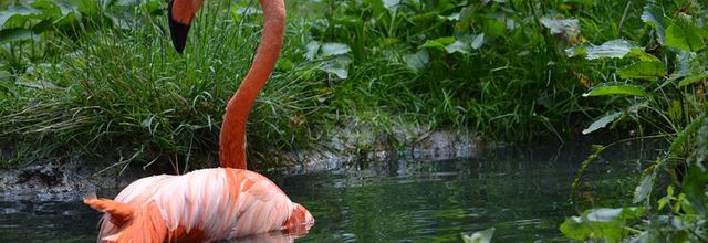 Ménagerie du Jardin des Plantes : Le flamant des Caraïbes ou flamant rouge