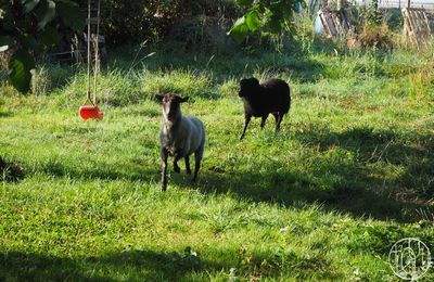 Des moutons au Terrier
