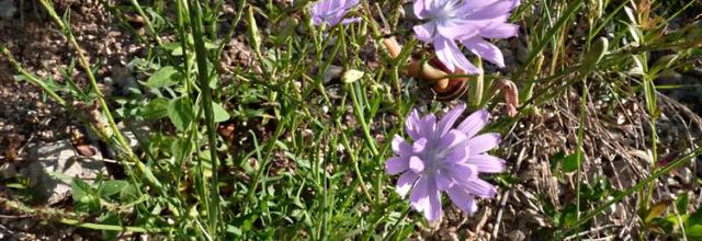 Lactuca perennis - laitue vivace
