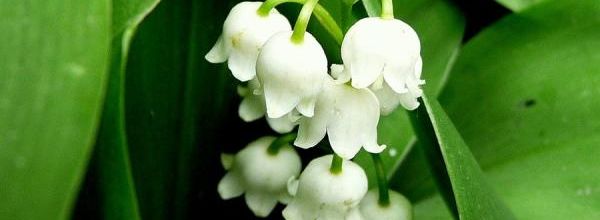 Copain Héron, le retour 