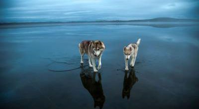 Reflet de huskies sur un lac gelé de Russie