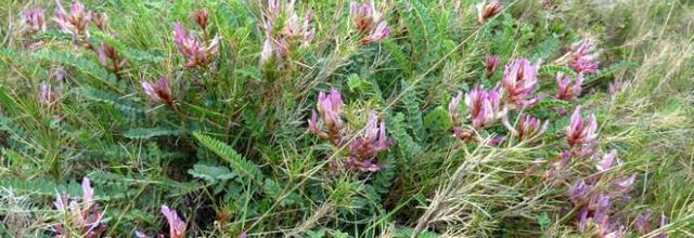 Astragalus monspessulanus - astragale de Montpellier