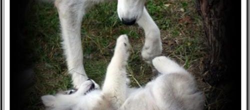 Portée Félya J+51 (3 novembre 2014)