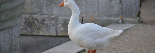 Parc du château de Rambouillet : Oie blanche de Touraine 