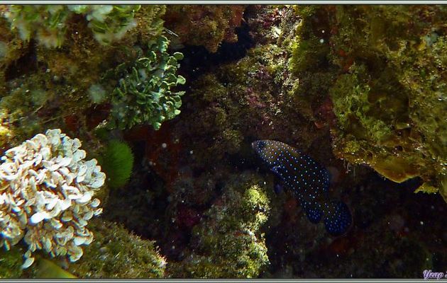 Mérou paon ou mérou céleste ou vieille cuisinière (Cephalopholis argus) - Bird Island - Seychelles