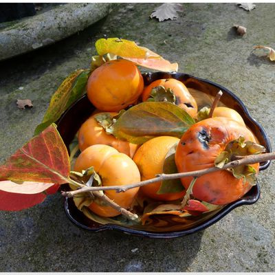 plaqueminier et ses fruits