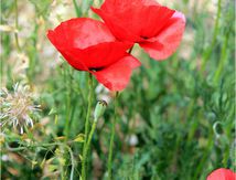 Joli coquelicot