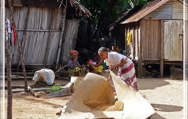 Séchage du riz - Antanabe - Nosy Sakatia - Madagascar