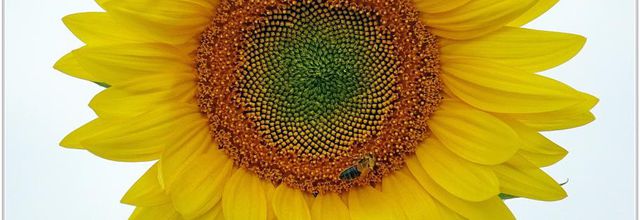 Tournesol (1) - Helianthus annuus