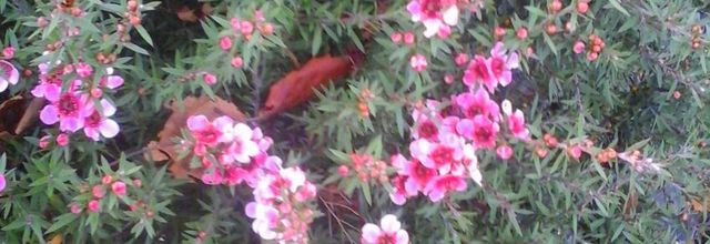 avec des fleurs 