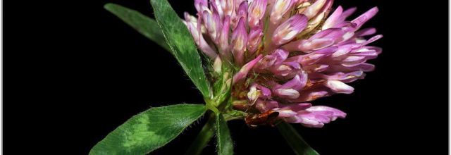 Trèfle des Prés (1) - Trifolium pratense