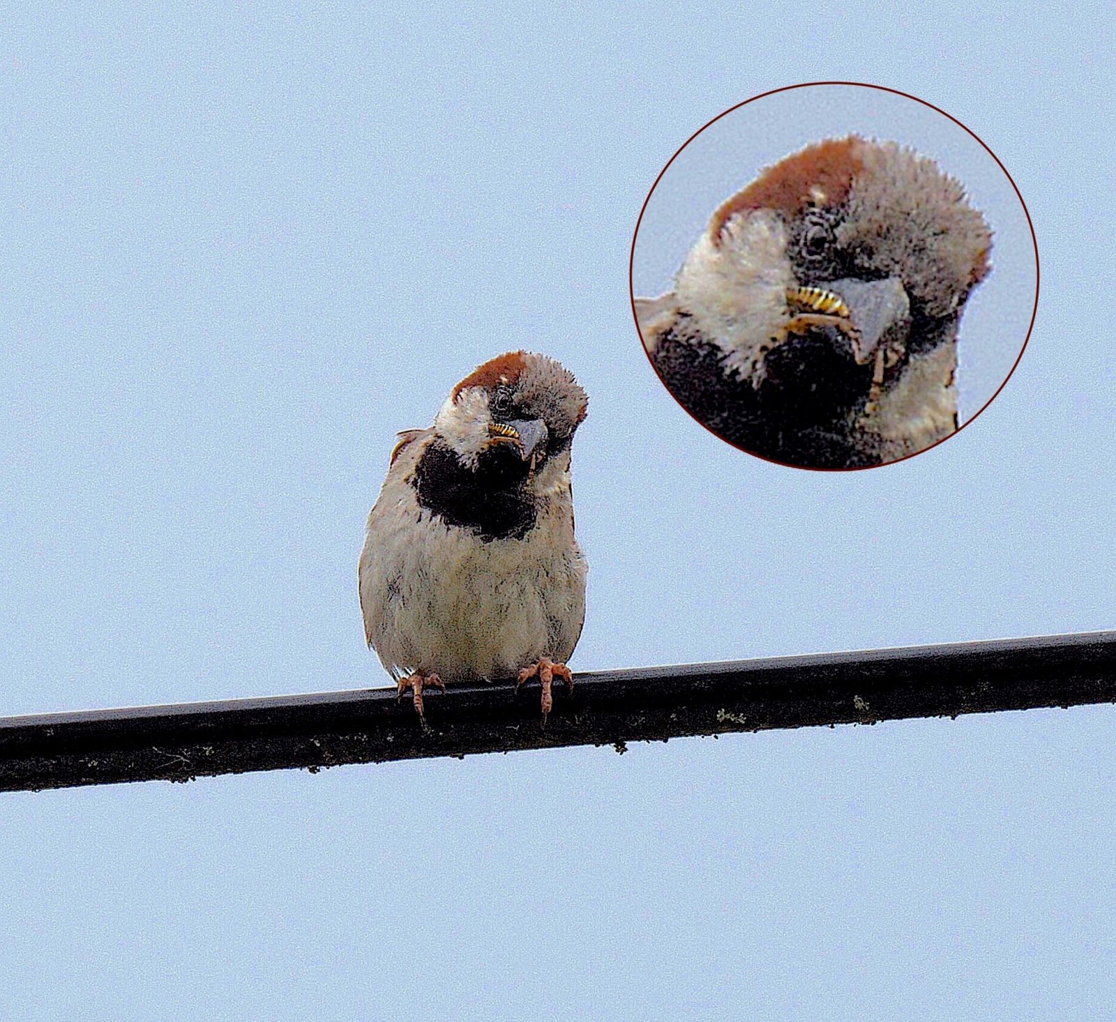 moineau, argiope, Philippe Parolini