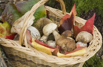 Les champignons : apprendre à les reconnaître, les cueillir, les cuisiner
