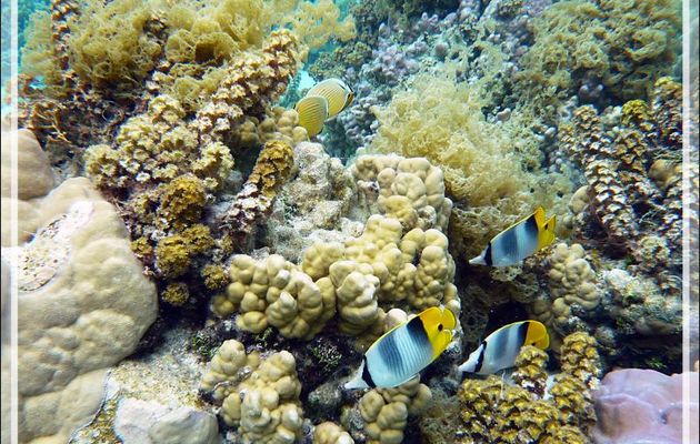 Poisson-papillon à deux selles du Pacifique, Chaetodon d'Ulietéa à double selles, Pacific double-saddle butterflyfish (Chaetodon ulietensis) - Jardin de corail - Motu Tautau - Taha'a - Polynésie