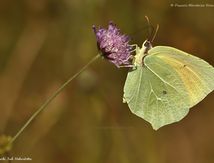 Le Citron de Provence (Gonepteryx cleopatra) - Pieridae