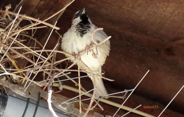 un oiseau qui ... et des fleurs 