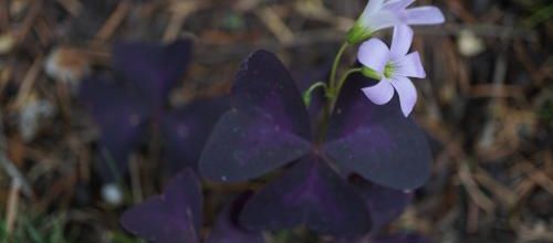 Mon abécédaire du SOL : O