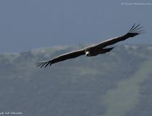 Vautour fauve