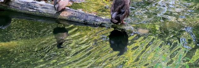 DEFI REFLETS D'ANNIE n°21