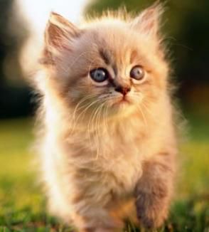 Petits chat-chat-chat