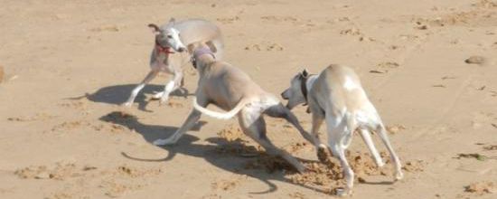 Les nanas sur la plage...