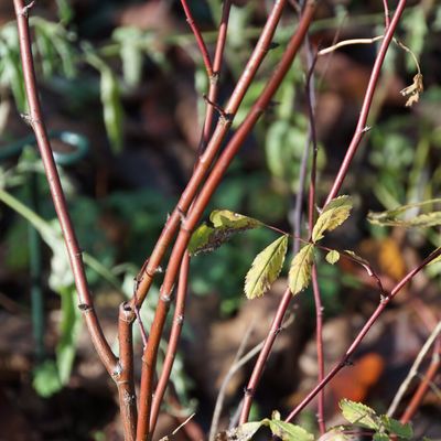 T'as de beaux bois, tu sais !?