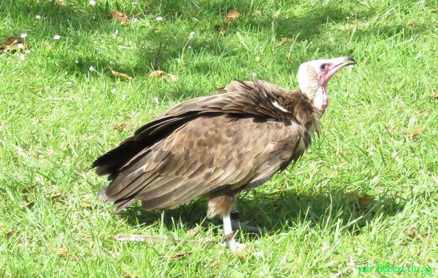 un autre rapace à Blaye 