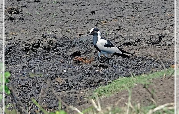 Vanneau armé, Blacksmith Lapwing (Vanellus armatus) - Safari nautique - Parc National de Chobe - Botswana