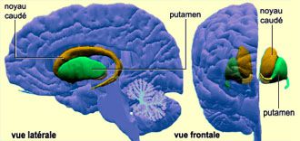 Notre cerveau et la motivation. le striatum