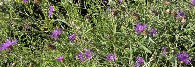 Centaurea jacea  -  centaurée jacée