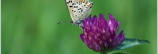 Cuivré Fuligineux (1) - Heodes tityrus