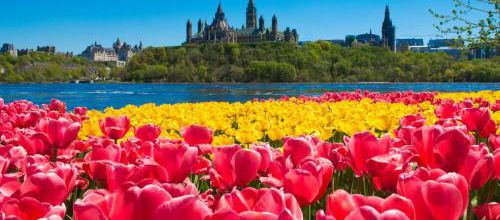 Festivals de tulipes d'Amérique du Nord