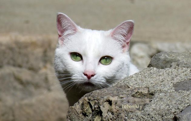 un minou qui se cache