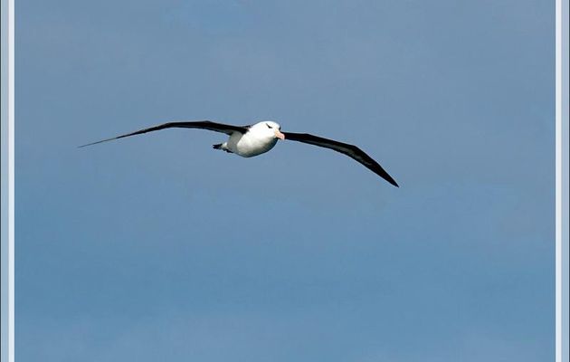 Un voilier infatigable qu'on ne voit jamais battre des ailes : l'Albatros à sourcils noirs, Black-browed Albatross (Thalassarche melanophris) - Atlantique sud